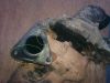 Filename : Mating Plate.jpg
Filesize : 192KB
Dimensions : 1280x960
Date added : Aug 14, 2008 Mating Plate.jpg
