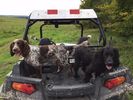 Filename : RZR dogs.JPG
Filesize : 541KB
Dimensions : 1280x960
Date added : Nov 12, 2019 RZR dogs.JPG