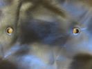 Filename : IMG_3656.JPG
Filesize : 638KB
Dimensions : 1750x1312
Date added : Aug 12, 2016 IMG_3656.JPG