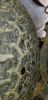 Filename : 20181101_104111.jpg
Filesize : 2265KB
Dimensions : 1750x3600
Date added : Nov 02, 2018 20181101_104111.jpg