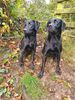Filename : 20191105_083550 (Small).jpg
Filesize : 112KB
Dimensions : 480x640
Date added : Dec 01, 2020 20191105_083550 (Small).jpg