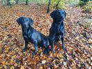 Filename : 20191112_081834 (Small).jpg
Filesize : 116KB
Dimensions : 640x480
Date added : Dec 01, 2020 20191112_081834 (Small).jpg