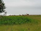 Filename : 20210617_085512+%28Small%29.jpg
Filesize : 49KB
Dimensions : 640x480
Date added : Jun 21, 2021 20210617_085512+%28Small%29.jpg