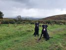 Filename : Dogs.jpg
Filesize : 823KB
Dimensions : 1750x1313
Date added : Oct 12, 2020 Dogs.jpg