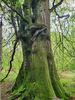 Filename : Interesting+tree.jpg
Filesize : 1125KB
Dimensions : 1026x1367
Date added : May 25, 2021 Interesting+tree.jpg