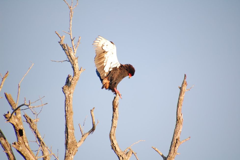 normal_Londolozi_20210424_070125%2B%2528Custom%2529.JPG