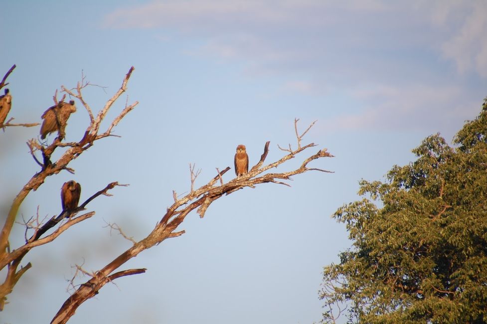 normal_Londolozi_20210424_070217%2B%2528Custom%2529.JPG