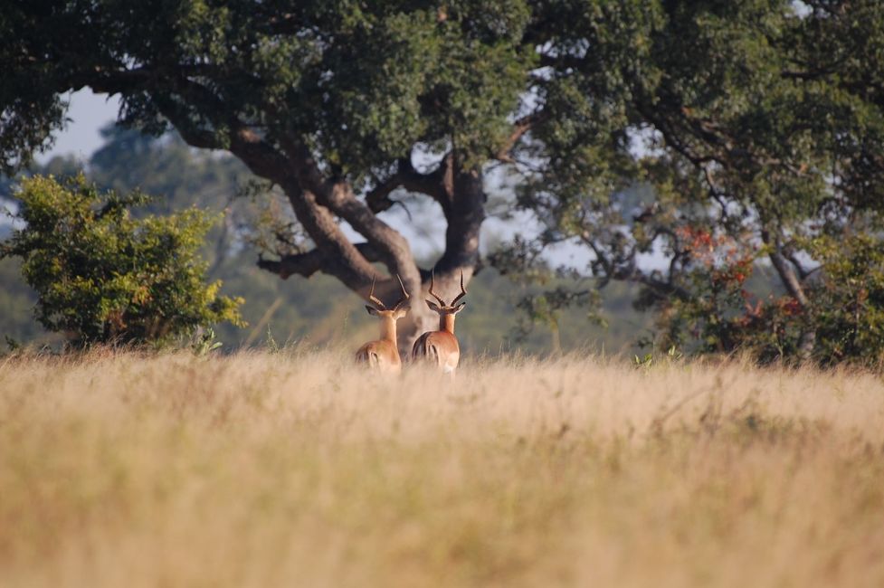 normal_Londolozi_20210425_074547%2B%2528Custom%2529.JPG