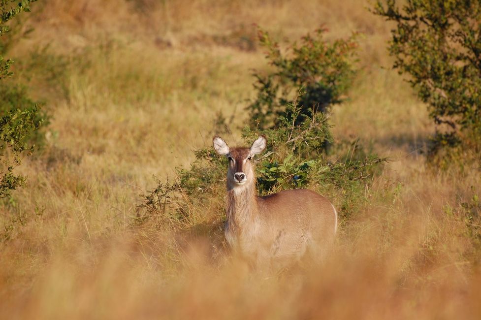 normal_Londolozi_20210425_162927%2B%2528Custom%2529.JPG