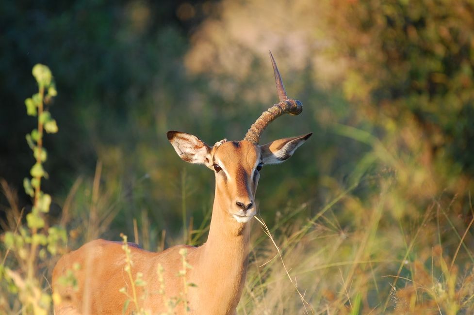 normal_Londolozi_20210426_164956%2B%2528Custom%2529.JPG