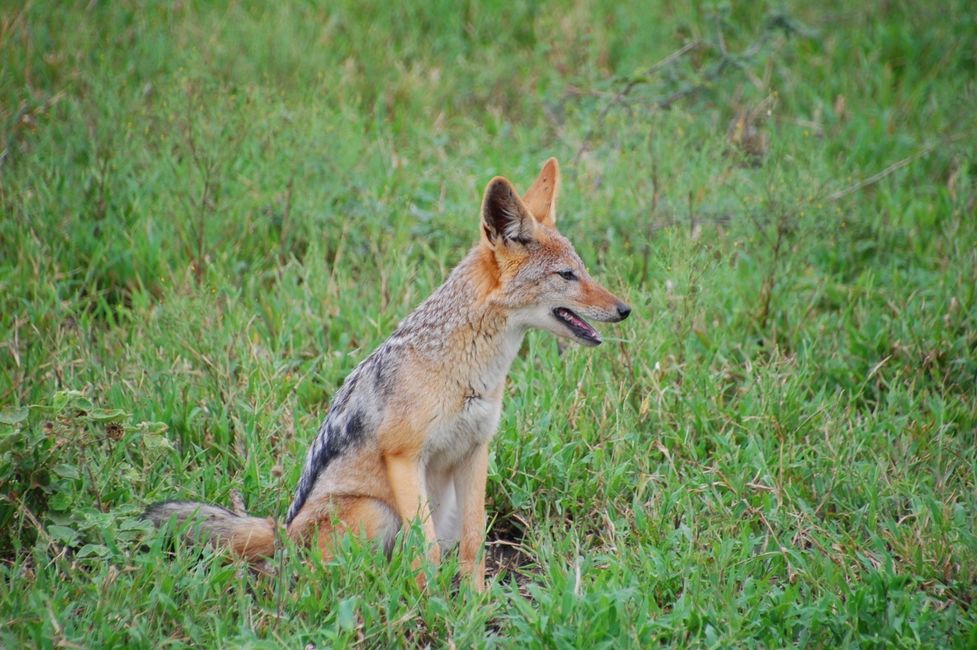 normal_Madikwe%20Hills_20210203_165306%20%28Custom%29.JPG