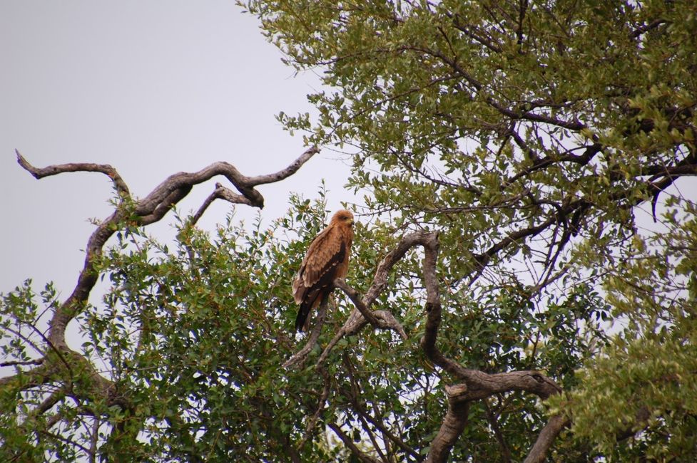 normal_Madikwe%20Hills_20210204_174207%20%28Custom%29.JPG