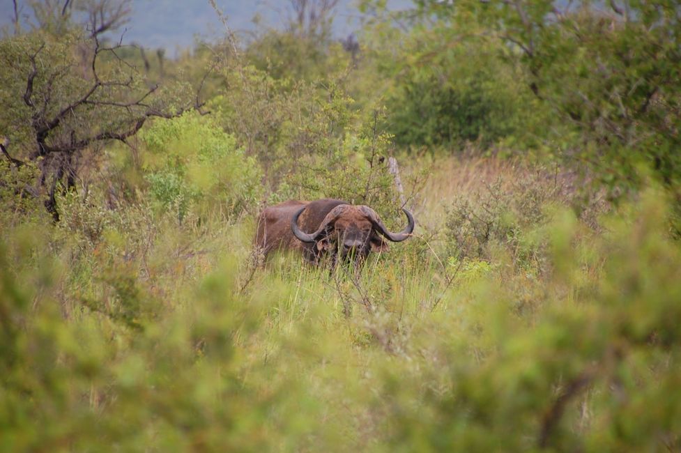 normal_Madikwe%20Hills_20210204_174705%20%28Custom%29.JPG