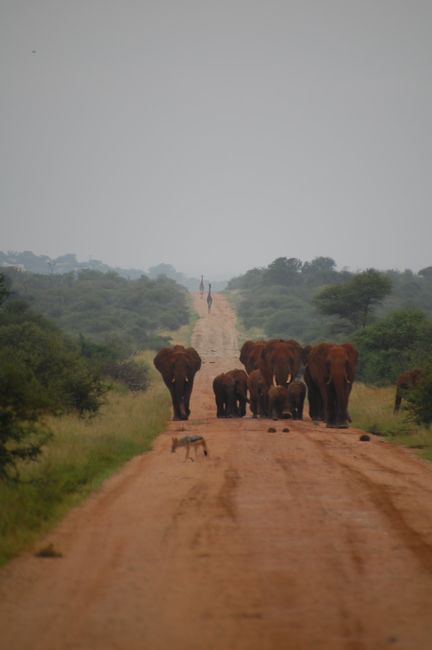 normal_Madikwe%20Hills_20210205_063328%20%28Custom%29.JPG