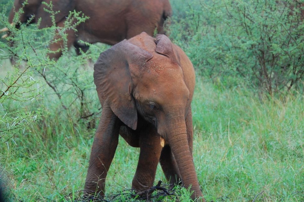 normal_Madikwe%20Hills_20210205_063734%20%28Custom%29.JPG