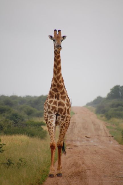 normal_Madikwe%20Hills_20210205_064518%20%28Custom%29.JPG