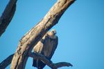 Filename : 402+%28Custom%29.JPG
Filesize : 145KB
Dimensions : 1504x1000
Date added : May 06, 2021 402+%28Custom%29.JPG