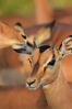 Filename : Jabulani+007.JPG
Filesize : 675KB
Dimensions : 1750x2625
Date added : Mar 18, 2024 Jabulani+007.JPG