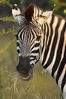 Filename : Jabulani+010.JPG
Filesize : 778KB
Dimensions : 1750x2625
Date added : Mar 18, 2024 Jabulani+010.JPG