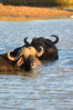Filename : Jabulani+031.JPG
Filesize : 638KB
Dimensions : 1750x2625
Date added : Mar 18, 2024 Jabulani+031.JPG