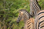 Filename : Jabulani+062.JPG
Filesize : 378KB
Dimensions : 1750x1167
Date added : Mar 18, 2024 Jabulani+062.JPG