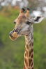 Filename : Jabulani+074.JPG
Filesize : 659KB
Dimensions : 1750x2625
Date added : Mar 18, 2024 Jabulani+074.JPG