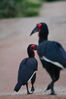 Filename : Jabulani+102.JPG
Filesize : 888KB
Dimensions : 1750x2625
Date added : Mar 18, 2024 Jabulani+102.JPG