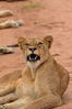 Filename : Jabulani+120.JPG
Filesize : 783KB
Dimensions : 1750x2625
Date added : Mar 18, 2024 Jabulani+120.JPG