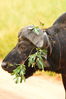 Filename : Jabulani+133.JPG
Filesize : 671KB
Dimensions : 1750x2625
Date added : Mar 18, 2024 Jabulani+133.JPG