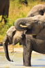 Filename : Jabulani+156.JPG
Filesize : 837KB
Dimensions : 1750x2625
Date added : Mar 18, 2024 Jabulani+156.JPG
