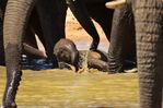 Filename : Jabulani+160.JPG
Filesize : 307KB
Dimensions : 1750x1167
Date added : Mar 18, 2024 Jabulani+160.JPG