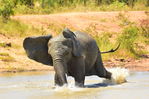 Filename : Jabulani+182.JPG
Filesize : 402KB
Dimensions : 1750x1167
Date added : Mar 18, 2024 Jabulani+182.JPG