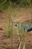 Filename : Jabulani+236.JPG
Filesize : 1168KB
Dimensions : 1750x2625
Date added : Mar 18, 2024 Jabulani+236.JPG