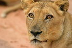 Filename : Jabulani+241.JPG
Filesize : 396KB
Dimensions : 1750x1167
Date added : Mar 18, 2024 Jabulani+241.JPG
