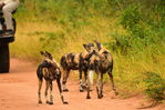 Filename : Jabulani+268.JPG
Filesize : 365KB
Dimensions : 1750x1167
Date added : Mar 18, 2024 Jabulani+268.JPG
