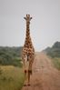 Madikwe Hills_20210205_064518 (Custom).JPG