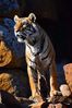 Filename : NAK_1390+%28Custom%29.JPG
Filesize : 322KB
Dimensions : 1000x1500
Date added : Nov 19, 2021 NAK_1390+%28Custom%29.JPG