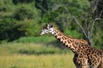 Filename : NAK_1657.JPG
Filesize : 313KB
Dimensions : 1750x1167
Date added : May 31, 2022 NAK_1657.JPG