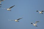 Filename : NAK_1685.JPG
Filesize : 129KB
Dimensions : 1750x1167
Date added : May 31, 2022 NAK_1685.JPG
