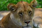 Filename : NAK_2156.JPG
Filesize : 432KB
Dimensions : 1750x1167
Date added : May 31, 2022 NAK_2156.JPG