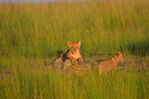 Filename : NAK_2206.JPG
Filesize : 366KB
Dimensions : 1750x1167
Date added : May 31, 2022 NAK_2206.JPG