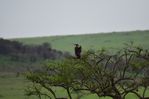Filename : NAK_2296.JPG
Filesize : 340KB
Dimensions : 1750x1167
Date added : May 31, 2022 NAK_2296.JPG
