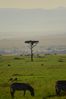 Filename : NAK_2400.JPG
Filesize : 558KB
Dimensions : 1750x2625
Date added : May 31, 2022 NAK_2400.JPG
