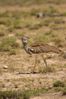 Filename : NAK_2420.JPG
Filesize : 762KB
Dimensions : 1750x2625
Date added : May 31, 2022 NAK_2420.JPG