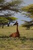 Filename : NAK_2425.JPG
Filesize : 1044KB
Dimensions : 1750x2625
Date added : May 31, 2022 NAK_2425.JPG