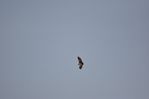 Filename : NAK_2433.JPG
Filesize : 68KB
Dimensions : 1750x1167
Date added : May 31, 2022 NAK_2433.JPG