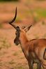 Filename : NAK_2478.JPG
Filesize : 562KB
Dimensions : 1750x2625
Date added : May 31, 2022 NAK_2478.JPG