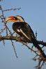 Filename : NAK_2481.JPG
Filesize : 607KB
Dimensions : 1750x2625
Date added : May 31, 2022 NAK_2481.JPG