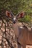 Filename : NAK_2492.JPG
Filesize : 902KB
Dimensions : 1750x2625
Date added : May 31, 2022 NAK_2492.JPG