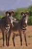 Filename : NAK_2509.JPG
Filesize : 841KB
Dimensions : 1750x2625
Date added : May 31, 2022 NAK_2509.JPG
